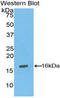 Inhibin Subunit Alpha antibody, LS-C305173, Lifespan Biosciences, Western Blot image 