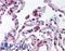 Toll Like Receptor 9 antibody, LS-B688, Lifespan Biosciences, Immunohistochemistry frozen image 