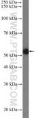 MUS81 Structure-Specific Endonuclease Subunit antibody, 11018-1-AP, Proteintech Group, Western Blot image 