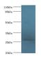 IZUMO Family Member 4 antibody, LS-C371444, Lifespan Biosciences, Western Blot image 