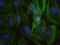 Forkhead Box O3 antibody, NB100-613, Novus Biologicals, Proximity Ligation Assay image 
