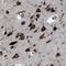 UPF1 antibody, NBP1-89642, Novus Biologicals, Immunohistochemistry frozen image 