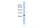 Insulin Induced Gene 2 antibody, PA5-41707, Invitrogen Antibodies, Western Blot image 