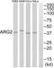 Arginase 2 antibody, abx014207, Abbexa, Western Blot image 