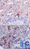 Thymic Stromal Lymphopoietin antibody, NBP2-27326, Novus Biologicals, Immunohistochemistry frozen image 