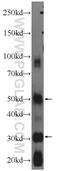 Outer Dense Fiber Of Sperm Tails 1 antibody, 24736-1-AP, Proteintech Group, Western Blot image 