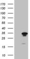 GTP Cyclohydrolase 1 antibody, MA5-27278, Invitrogen Antibodies, Western Blot image 