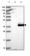 Methionyl Aminopeptidase Type 1D, Mitochondrial antibody, HPA030298, Atlas Antibodies, Western Blot image 