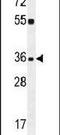 Kruppel Like Factor 14 antibody, PA5-23784, Invitrogen Antibodies, Western Blot image 