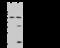Synaptotagmin 1 antibody, 105931-T32, Sino Biological, Western Blot image 
