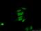 Coiled-Coil Domain Containing 12 antibody, 25138-1-AP, Proteintech Group, Immunofluorescence image 