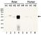 Influenza A HA antibody, PA5-34922, Invitrogen Antibodies, Western Blot image 