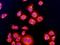 Bradykinin Receptor B2 antibody, orb13265, Biorbyt, Immunofluorescence image 