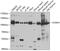 Forkhead Box M1 antibody, GTX55627, GeneTex, Western Blot image 