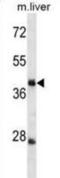 Tripartite motif-containing protein 44 antibody, abx030226, Abbexa, Western Blot image 