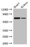 Electron Transfer Flavoprotein Dehydrogenase antibody, CSB-PA619056LA01HU, Cusabio, Western Blot image 