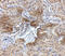 Phosphotriesterase Related antibody, 5173, ProSci, Immunohistochemistry frozen image 