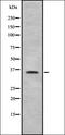 Forkhead Box R1 antibody, orb378284, Biorbyt, Western Blot image 