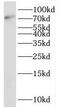 SHC Binding And Spindle Associated 1 antibody, FNab07843, FineTest, Western Blot image 