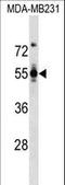 Podocalyxin Like antibody, LS-C158693, Lifespan Biosciences, Western Blot image 