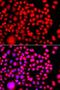 Testis Associated Actin Remodelling Kinase 2 antibody, LS-C748446, Lifespan Biosciences, Immunofluorescence image 