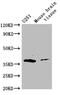 Adenosine A2b Receptor antibody, CSB-PA001377LA01HU, Cusabio, Western Blot image 