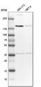 Tripeptidyl Peptidase 2 antibody, HPA021069, Atlas Antibodies, Western Blot image 