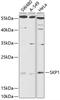 S-Phase Kinase Associated Protein 1 antibody, 14-468, ProSci, Western Blot image 