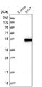 Synaptotagmin 7 antibody, NBP1-81588, Novus Biologicals, Western Blot image 