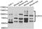 Cryptochrome Circadian Regulator 2 antibody, PA5-77055, Invitrogen Antibodies, Western Blot image 
