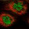 Cleavage And Polyadenylation Specific Factor 7 antibody, HPA041094, Atlas Antibodies, Immunocytochemistry image 