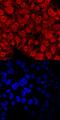 Testis Expressed 19 antibody, AF6319, R&D Systems, Immunocytochemistry image 