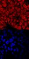 Testis-expressed sequence 19 protein antibody, AF6319, R&D Systems, Immunocytochemistry image 