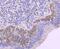 Cell Division Cycle 42 antibody, NBP2-67867, Novus Biologicals, Immunohistochemistry paraffin image 