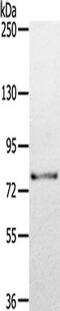 Transglutaminase 7 antibody, TA351848, Origene, Western Blot image 