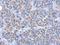 Alcohol Dehydrogenase Iron Containing 1 antibody, NBP2-15298, Novus Biologicals, Immunohistochemistry paraffin image 