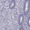 Dual Specificity Phosphatase 15 antibody, PA5-67433, Invitrogen Antibodies, Immunohistochemistry frozen image 