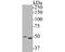 Gasdermin D antibody, NBP2-80427, Novus Biologicals, Western Blot image 