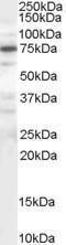 Protein Phosphatase 1 Regulatory Subunit 15A antibody, PA1-33115, Invitrogen Antibodies, Western Blot image 