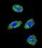 DNA Polymerase Gamma, Catalytic Subunit antibody, abx028437, Abbexa, Immunohistochemistry paraffin image 