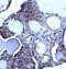 Deoxyribonuclease 2, Lysosomal antibody, 2059, QED Bioscience, Immunohistochemistry paraffin image 