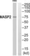 Mannan Binding Lectin Serine Peptidase 2 antibody, abx014568, Abbexa, Western Blot image 