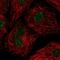 U2 Small Nuclear RNA Auxiliary Factor 1 Like 4 antibody, HPA061644, Atlas Antibodies, Immunofluorescence image 