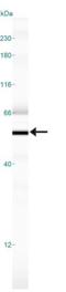 Reticulon 4 antibody, NB100-56681, Novus Biologicals, Western Blot image 