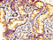 Proprotein Convertase Subtilisin/Kexin Type 5 antibody, LS-C397154, Lifespan Biosciences, Immunohistochemistry paraffin image 