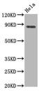 Heat Shock Transcription Factor 1 antibody, CSB-RA010791A326phHU, Cusabio, Western Blot image 