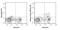 FOXP3 antibody, GTX01488-08, GeneTex, Flow Cytometry image 