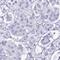 Amylase Alpha 1C (Salivary) antibody, HPA045394, Atlas Antibodies, Immunohistochemistry paraffin image 