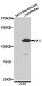 Hexokinase 1 antibody, abx126932, Abbexa, Western Blot image 