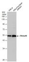 RB Binding Protein 4, Chromatin Remodeling Factor antibody, 3110, QED Bioscience, Western Blot image 